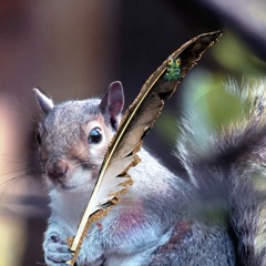 fistfight squirrel