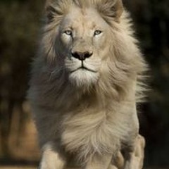 نادر رشدى