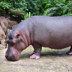 рома ремонт