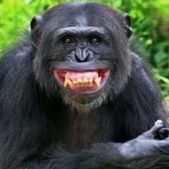GLMmonkey