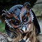 Strix