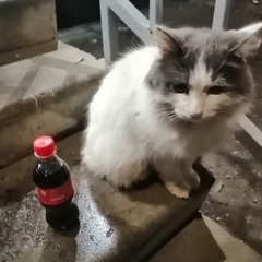 csax