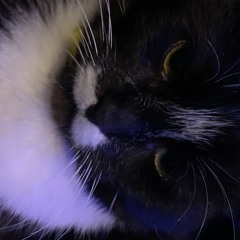 Teddy TR