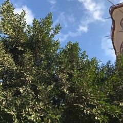 نور أحمد 🇵🇸