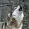 wolfie