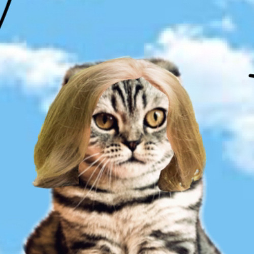 Pussycat Chapo’s avatar