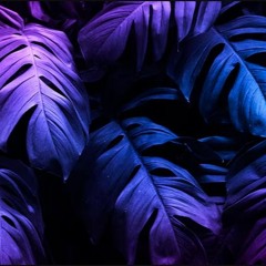 an_dp