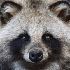 ponpokotanuki