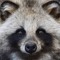 ponpokotanuki