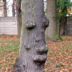 vooDooChild