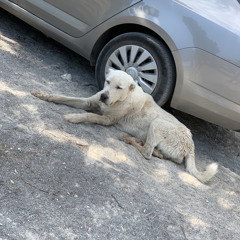 kangal
