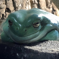 skaapippai