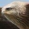 DjShitehawk
