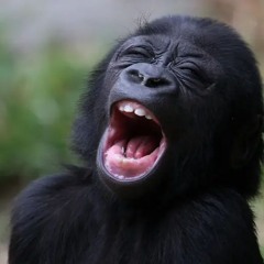 Monkey Breeze