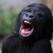 Monkey Breeze