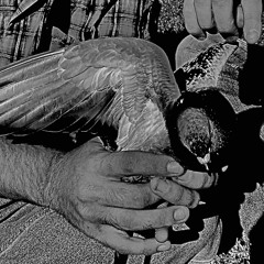 Just be simple - Jason Molina (songs : ohia) cover