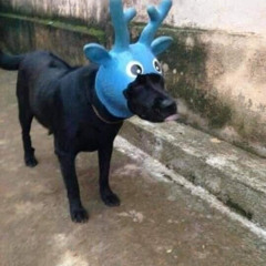 captain meomeo