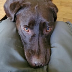 Doglover1234