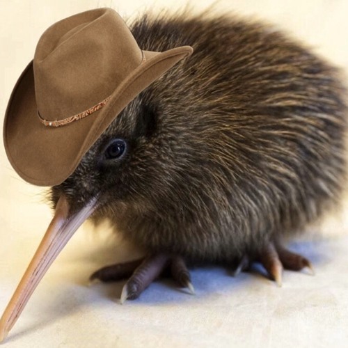 Kiwi’s avatar