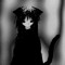 Tabby Cat