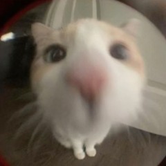 scwmy