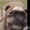 boki