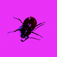 quanchuthe