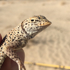 alecbaba