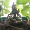 Jetsun Milarepa