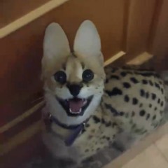 Kan Saete Kuyashiiwa