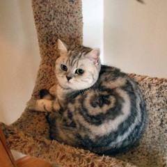 Cinnamon Cat