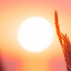 Sidste Sommer