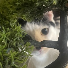 ebon woods