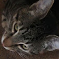 whiskers