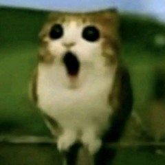 literallykitt3n