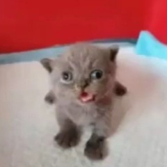 Абубачир Трахов