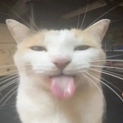 Silly Cat