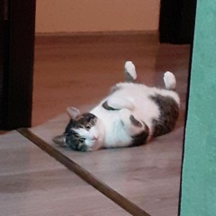 Renatto Macaralle