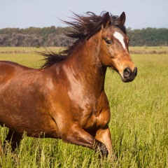 Horse Meat