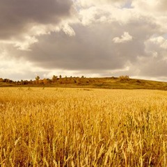 Half Grain