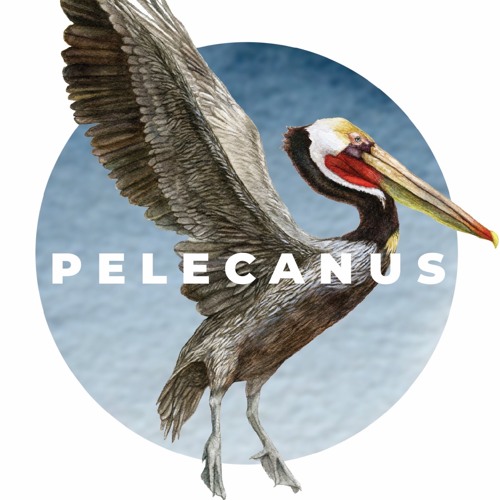 Pelecanus’s avatar