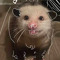 >>>^^OPOSSUM^^<<<