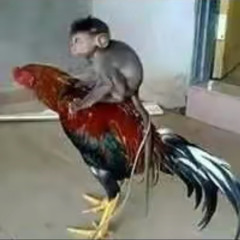 Tamborzao ritimado