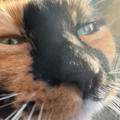 TheColoredCatTiger