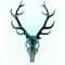 elkhorne_