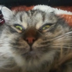 Mocky