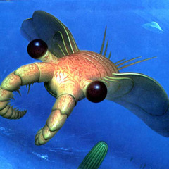 Anomalocaris