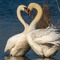 Swans Swans Swans