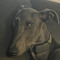 Skippy6156