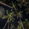شروقه